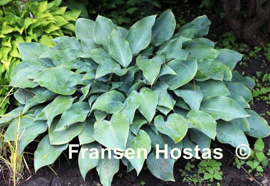 Hosta Blue Diamond